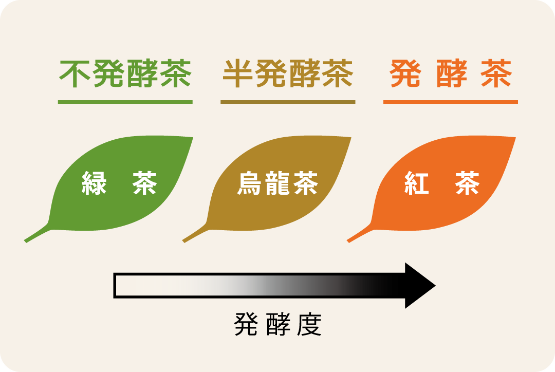 茶葉の「発酵」により生成